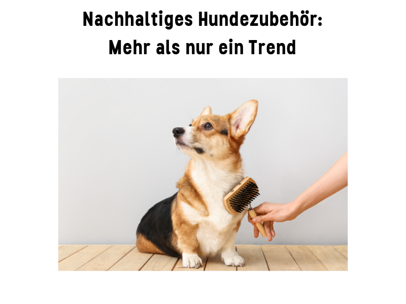 Nachhaltiges Hundezubehör: Mehr als nur ein Trend